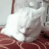 🐾❤️Gatitos para ti😻😽 2 6