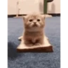 Cute cat 15