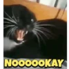 Cats gif 5