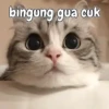 Kitty 12
