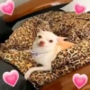 Pinchers e Chihuahuas 9
