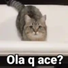 😻Gatitos con Frases🧶 6
