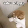 Kitty 15