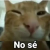 😻Gatitos con Frases🧶 28