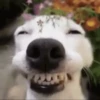 Perritos Memes Mix 🐶🐕 9