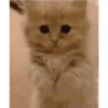 Tingkah lucu kucing 14