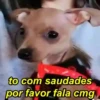 Pinchers e Chihuahuas 6