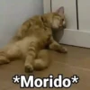😻Gatitos con Frases🧶 10