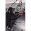 Monkeys 21