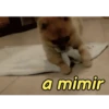 Reações de animais fofinhos 🥰 12