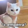 😻Gatitos con Frases🧶 5