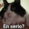 😻Gatitos con Frases🧶 22