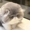 Animais para chat 11
