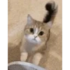 Cute cat 14