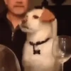 Perritos Mov 1 🐕🐶🐾 6