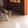 Gatos Bugados Memes 6