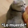 😻Gatitos con Frases🧶 7