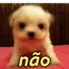 Reações de animais fofinhos 🥰 6