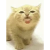 Cute cat 6