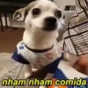 Pinchers e Chihuahuas 7