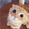 🐾❤️Gatitos para ti😻😽 2 5
