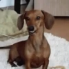 Perritos Memes Mix 🐶🐕 11