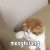 Kitty 9