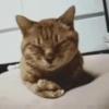 🐾❤️Gatitos para ti😻😽 2 12