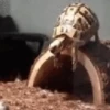 Reações e pets 😍 12