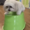 Perritos Memes Mix 🐶🐕 5