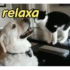 Reações de animais fofinhos 🥰 10