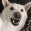 Perritos Memes Mix 🐶🐕 6