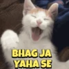 Cats gif 11