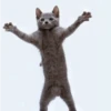 Cats gif 9