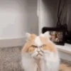Reações e pets 😍 7