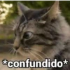 😻Gatitos con Frases🧶 13