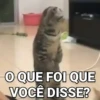 Gatos Bugados Memes 11