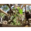 Monkeys 25
