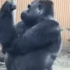 Dilenme benden aşk dilenme 7