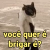 Reações e pets 😍 11