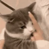 🐾❤️Gatitos para ti😻😽 2 13