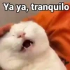 😻Gatitos con Frases🧶 30
