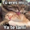 😻Gatitos con Frases🧶 11