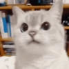 Animals 5
