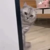 Animals 6