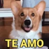 Reações e pets 😍 16