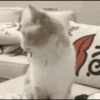 Funny gifs 11
