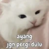 Kitty 5