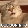 Gatos Bugados Memes 5