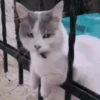 🐾❤️Gatitos para ti😻😽 2 14